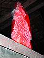 DSCN7520.jpg