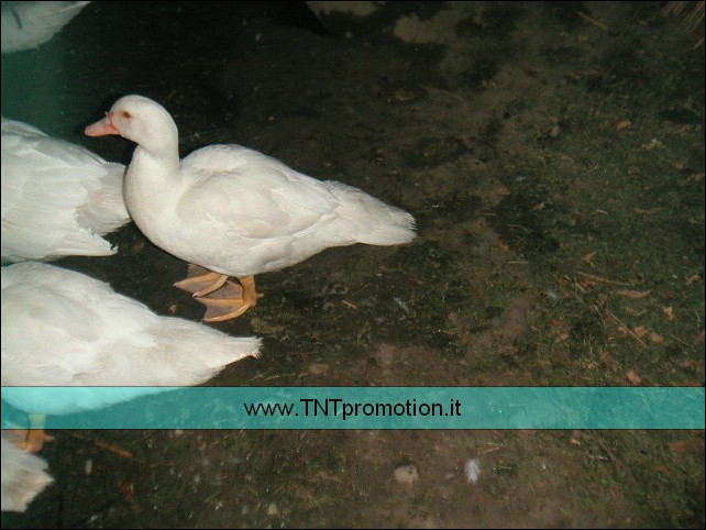 20040716_ 078.jpg