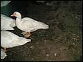 20040716_ 078.jpg