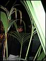 20051217_boudica_16.jpg